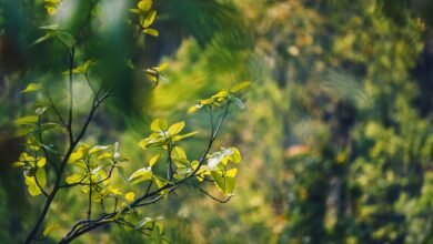 energy stocks expected to grow